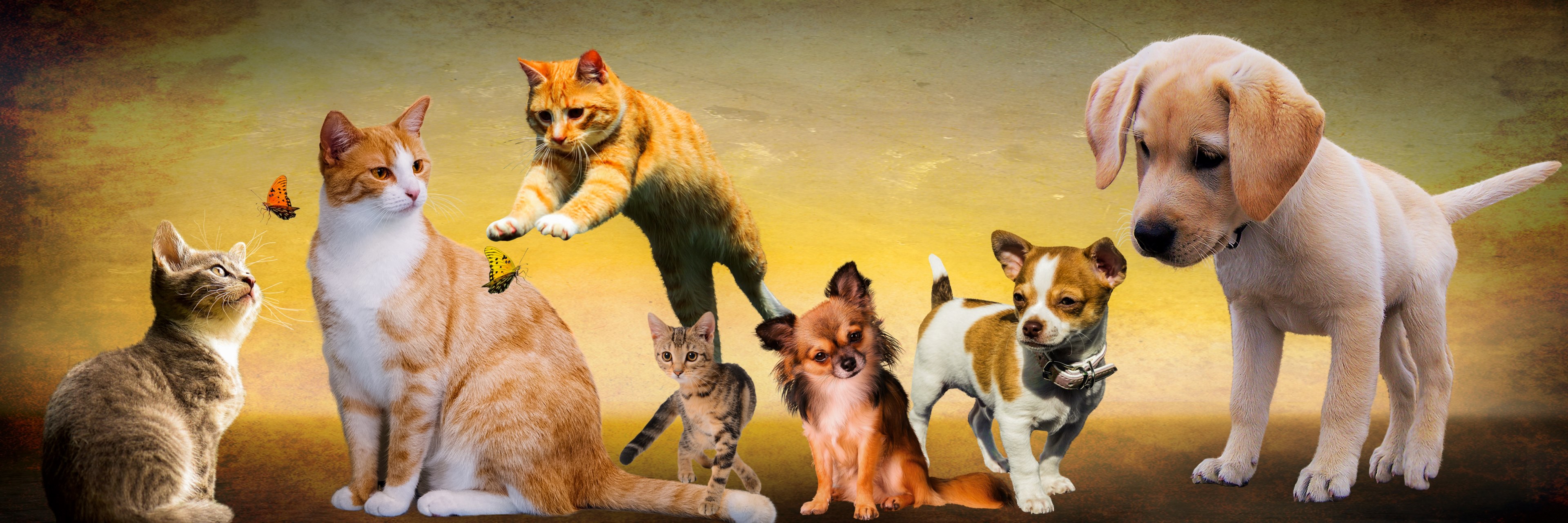 Dogs and Cat Image